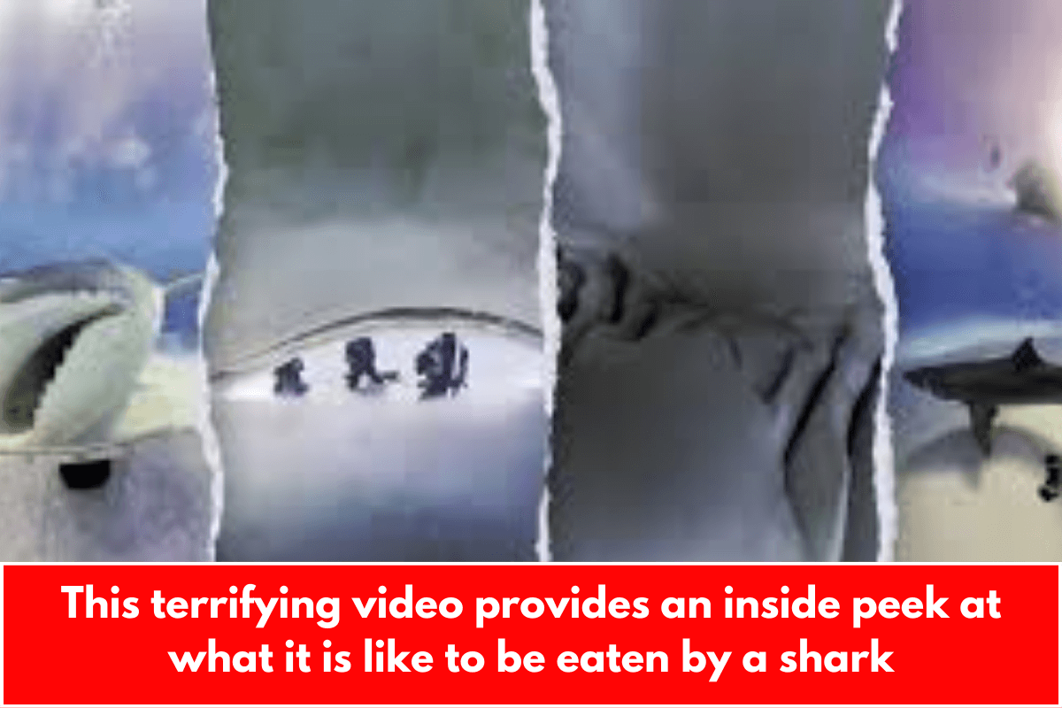 This terrifying video provides an inside peek at what it is like to be eaten by a shark