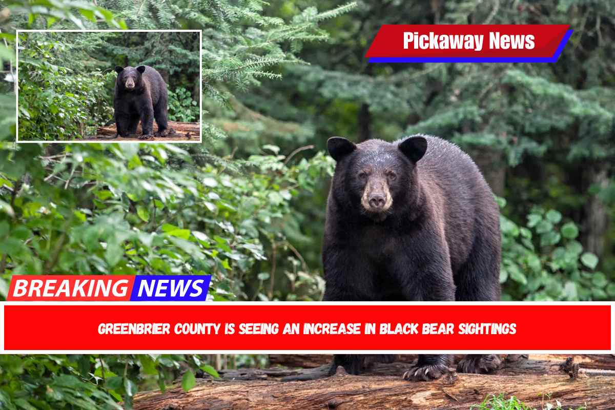 Greenbrier County is seeing an increase in black bear sightings